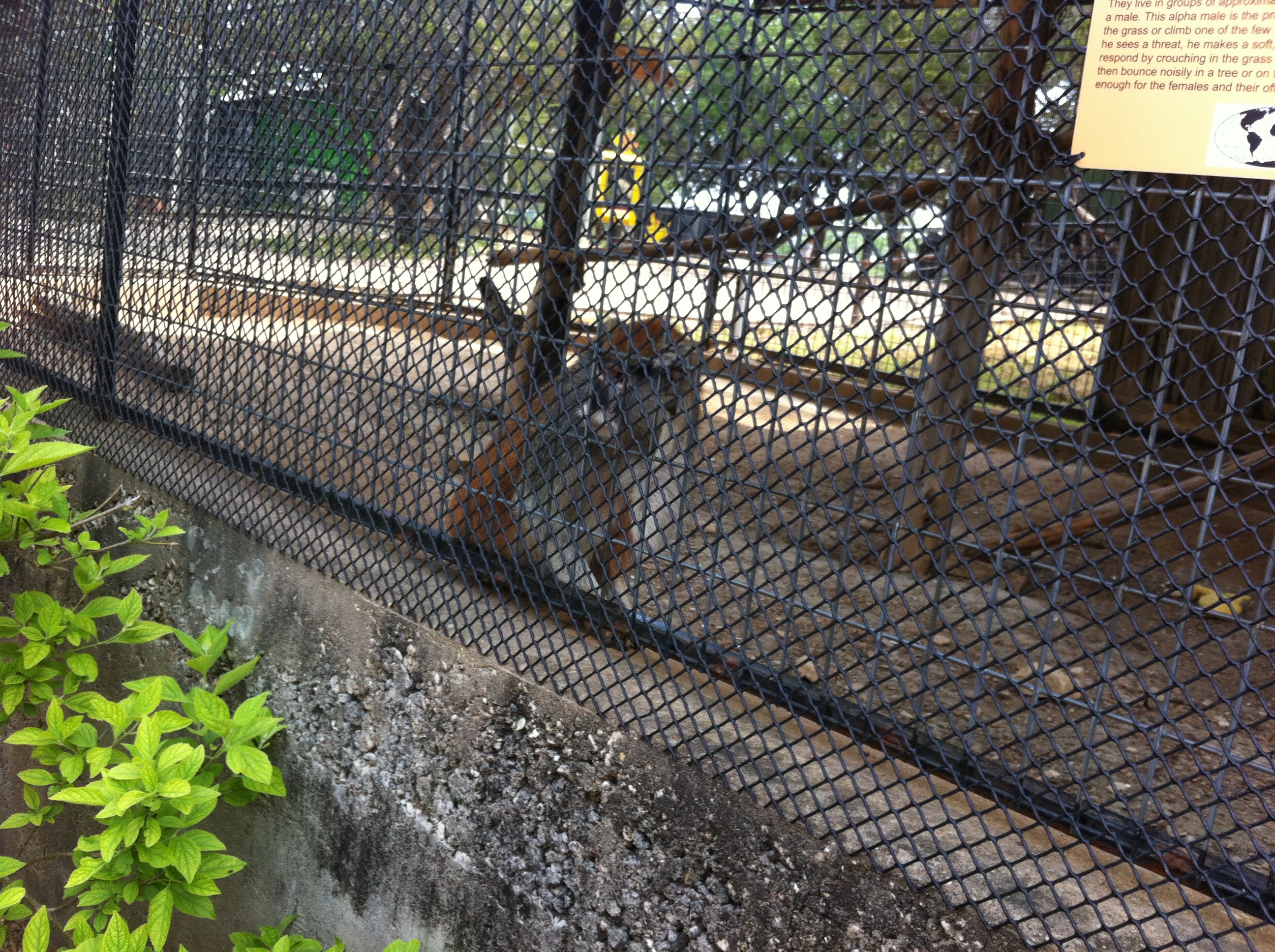 2012-04-09-04-Austin Zoo with Ian.jpg